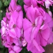 Calliope Violet Rose Sardunya Çiçeği Saksıda