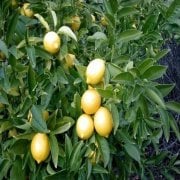 Yediveren Limon Tohumu (3 tohum)