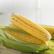 Kebablık Mangallık Tatlı Şeker Mısır Tohumu (25 gram)