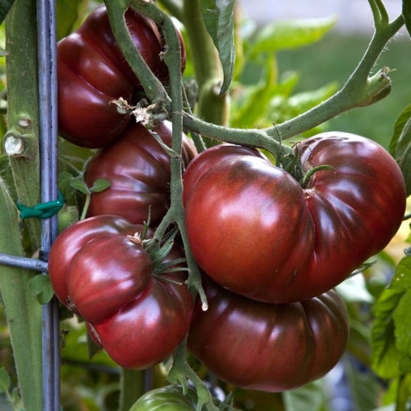 Doğal Black Krim Domates Tohumu(20 adet)