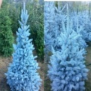 Tüplü Hopsi Aşılı Mavi Ladin(170-180 cm 5 adet)