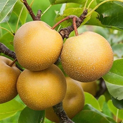 Tüplü Atago Japon ( Asya-Naşi ) Armut Fidanı