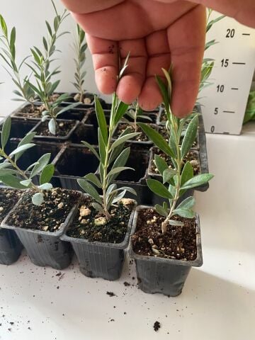 Nikah Düğün Organizasyon İçin Hediyelik Mini Saksıda Zeytin Fidanı (100Adet)