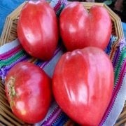 Doğal Oxhearth Pink Domates Tohumu(20 adet)