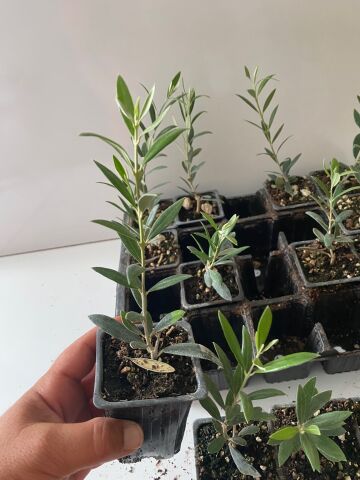 Nikah Düğün Organizasyon İçin Hediyelik Mini Saksıda Zeytin Fidanı (50Adet)