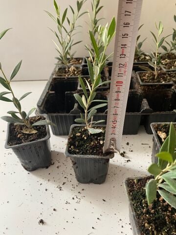 Nikah Düğün Organizasyon İçin Hediyelik Mini Saksıda Zeytin Fidanı (50Adet)