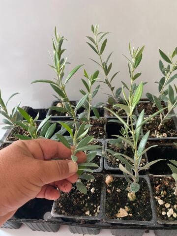Nikah Düğün Organizasyon İçin Hediyelik Mini Saksıda Zeytin Fidanı (50Adet)