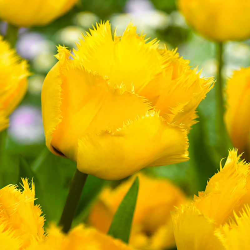 Crystal Star Sarı Fırfırlı Lale Soğanı (4 adet)