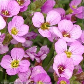 Arabis Rosea Çiçeği Tohumu(100 tohum)