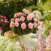 Savanna Salmon Sardunya Çiçeği Saksıda