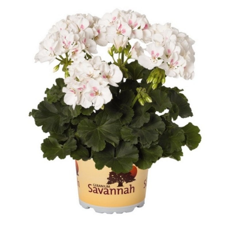 Savanna White Sardunya Çiçeği Saksıda
