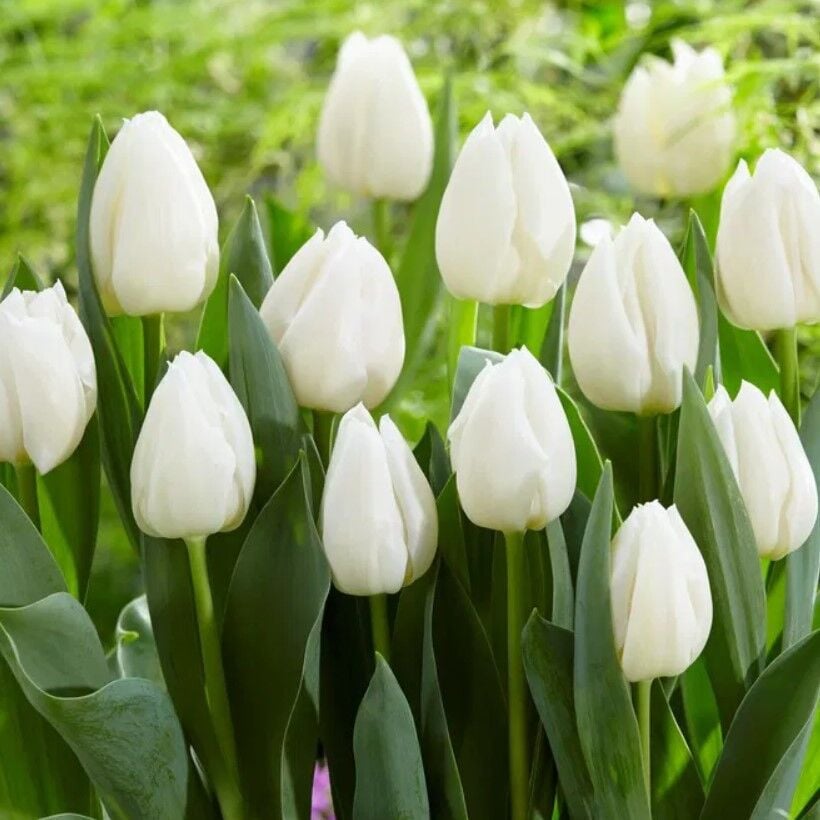 White Prince Beyaz Lale Soğanı (4 adet)