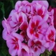 Savanna Rose Viole Sardunya Çiçeği Saksıda