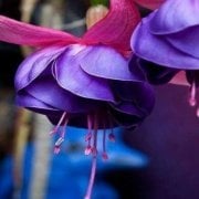 Fuchsita Pink Blue Saksılık Küpe Çiçeği Fidesi (2 fide)