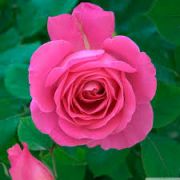 Aşılı Açık Kök Yediveren Papillon Pink Lady Yediveren Gül Fidanı