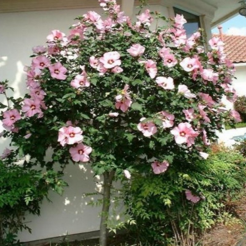 Tüplü Ağaç Hatmi Fidanı (200-300 cm)