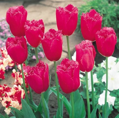 Burgundy Lace Fırfırlı Kırmızı Lale Soğanı  (4 Soğan)  Koleksiyonluk Çeşit