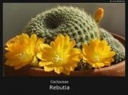 Kaktüs Tohumu Rebutia Rubriflora(10 adet)