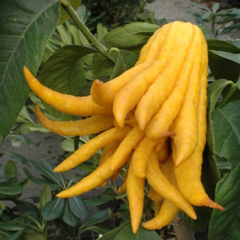 Nadir Budanın Eli(Buddha's hand fruit) Limon Fidanı Meyve Verme Durumunda