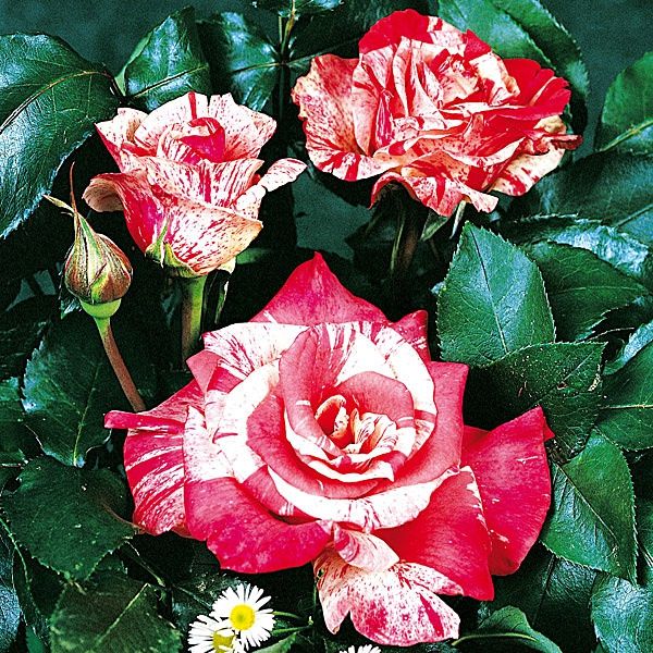 Açık Kök Double Colour Aşılı Philatelie Yediveren Aşılı Gül Fidanı