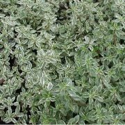 Limon Kokulu Yeşil Beyaz  Kekik Fidesi (Thymus citriodorus 'Silver Queen')(5 adet Fide)