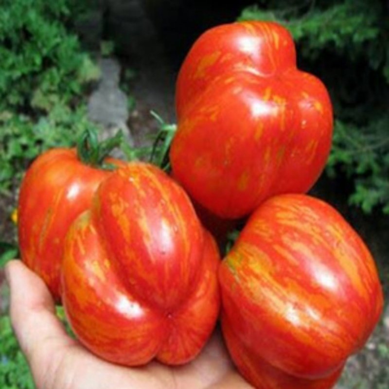 Doğal Striped Cavern Domates Tohumu(20 adet)