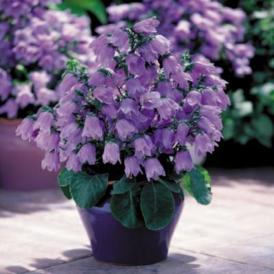 Mavi Campenello Campanula Çiçeği Fidesi (5 adet)
