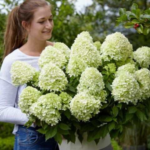 Hydrangea Paniculata Little Spooky Bodur Soğuklara Dayanıklı Ortanca Fidanı