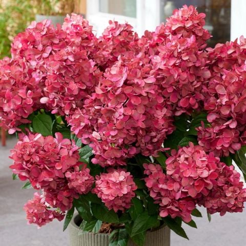 Hydrangea Paniculata Bonfire Bodur Soğuklara Dayanıklı Ortanca Fidanı