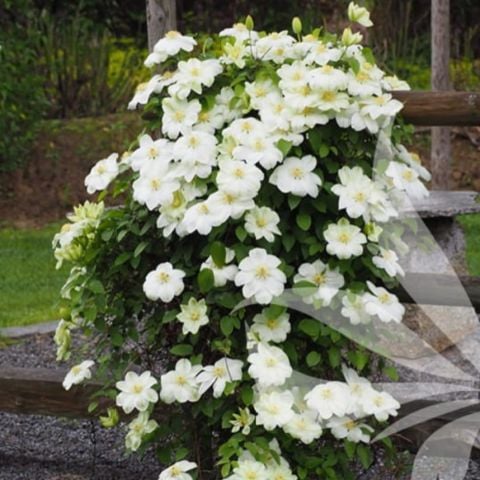 Multi Çiçekli Guernsey Cream  Clematis Orman Asması Çiçeği Fidanı (5-10 cm)