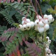 Tüplü Ak Üvez(Sorbus) Fidanı
