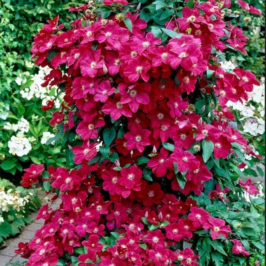 Multi Çiçekli Ernest Markham Clematis Orman Asması Çiçeği Fidanı (5-10 cm)