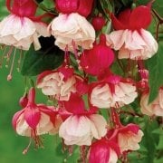 İri Çiçekli Swingtime Küpe Çiçeği Fidesi (2 adet)