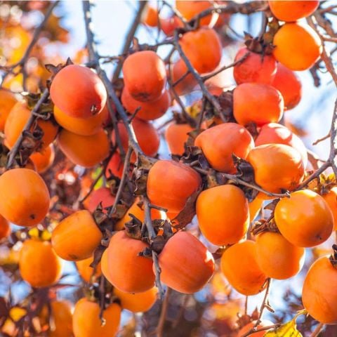 Tüplü Yüksek Verimli Rojo Brillant Trabzon Hurması Fidanı