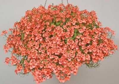 Sarkıan Saksılık Apricot Diascia Elegans Divari Çiçeği Fidesi (5 adet)