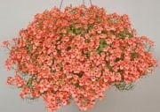 Sarkıan Saksılık Apricot Diascia Elegans Divari Çiçeği Fidesi (5 adet)