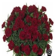 Sunflorr Desire Saksıda Katmerli Cosmos Karanfil Çiçeği