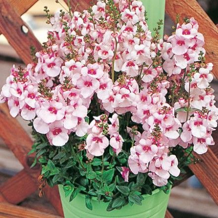 Sarkan Saksılık Divara Blush Diascia Çiçeği Fidesi (4 adet)