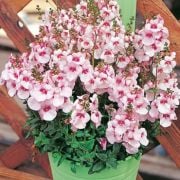 Sarkan Saksılık Divara Blush Diascia Çiçeği Fidesi (4 adet)