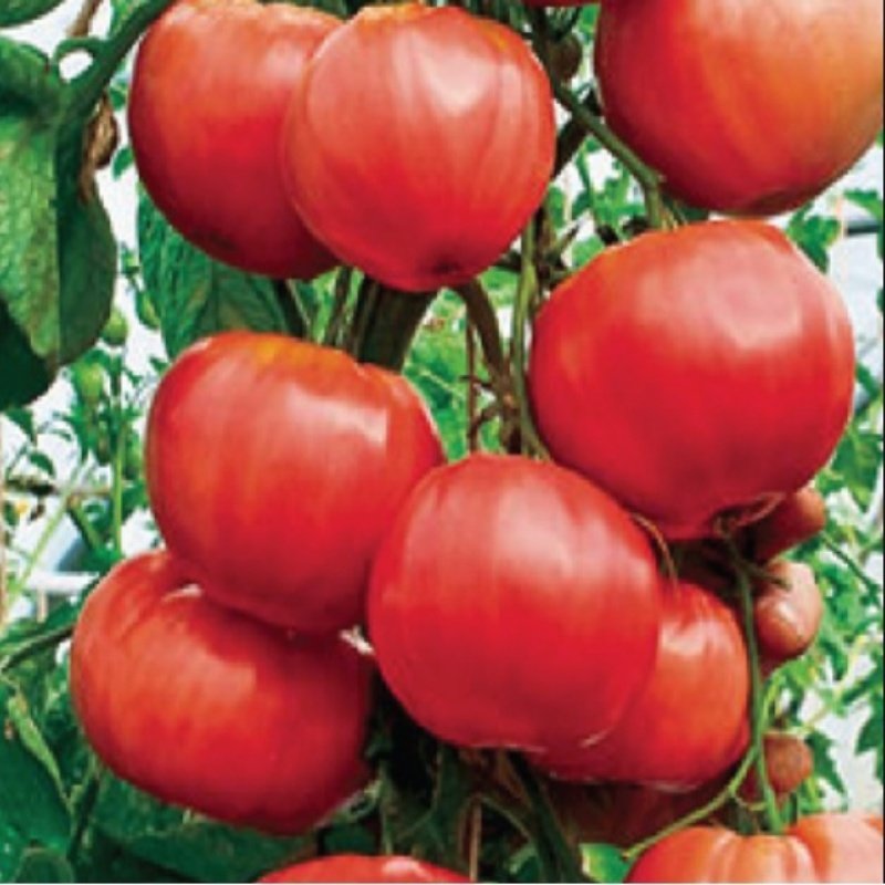 Doğal Trip-L.Crop Domates Tohumu(20 adet)