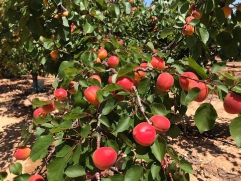 Bedava Kargo Taze Aynı Gün Hasat Turfanda Erkenci Mut Kayısısı Yaş Kayısı (500 gram)