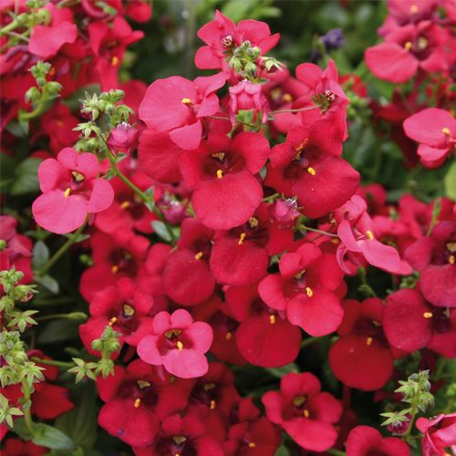 Divara Deep Red Diascia Çiçeği Fidesi (4 adet)