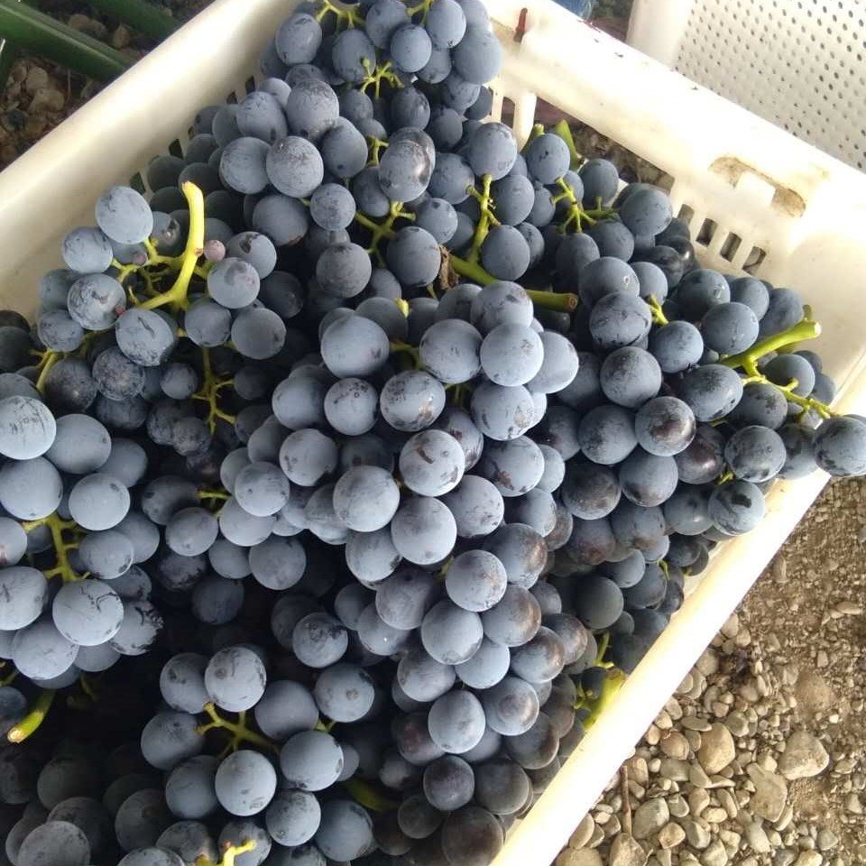 Tüplü Lival Üzüm (Asma-Bağ) Fidanı