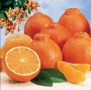 Tüplü Soğuğa Dayanımı Yüksek Bol Sulu Honeybell Mineola Tangerine Fidanı