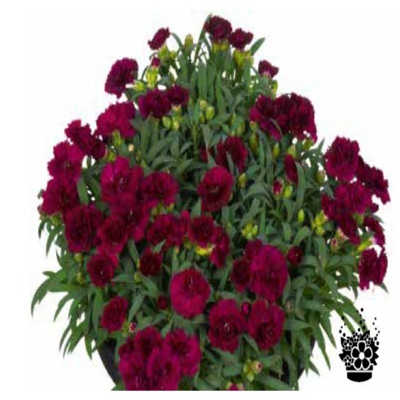 Sunflorr Pasoe Saksıda Katmerli Cosmos Karanfil Çiçeği