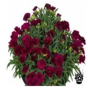 Sunflorr Pasoe Saksıda Katmerli Cosmos Karanfil Çiçeği