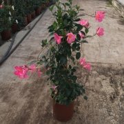 Tüplü  Pembe Mandevilla Çiçeği Fidanı Büyük Boy (150-200 cm)