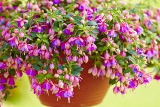 Fuchsini Katmerli Rose Blue Sarkan Küpe Çiçeği Fidesi (3 ad)