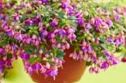 Fuchsini Katmerli Rose Blue Sarkan Küpe Çiçeği Fidesi (3 ad)