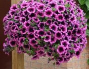 Pegasus Patio Pink Vein Petunya Çiçeği (14 Lük Saksıda)